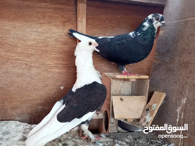 3قصوص شغالين