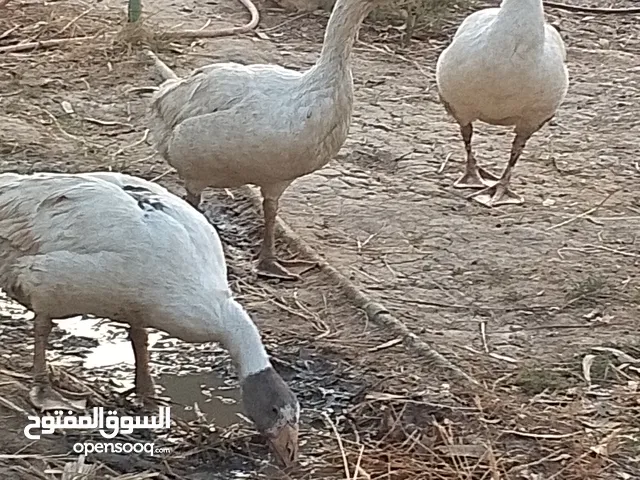 بطوط عراقيات
