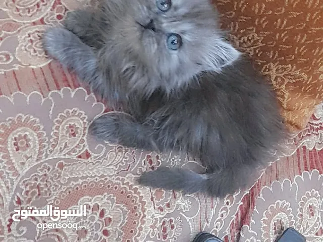 قطط شانشيلا