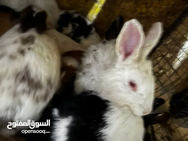 ارانب بلدي اشياء نوادر