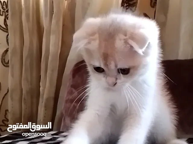 ذكر جولدن cy12من عائله مسجله ومستورده