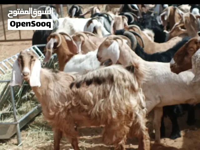 السلام عليكم للبيع غنم عارضي بيور