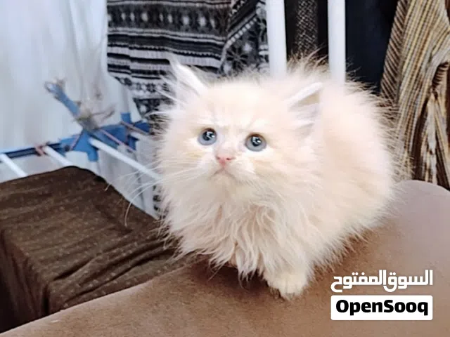 للبيع قطة هيمالايا  اورنج لونج هير بنت عمرها 46 يوم متطعمة ديدان وحشرات