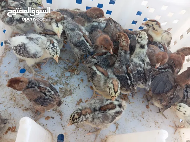 صيصان فيومي الذهبي والفضي