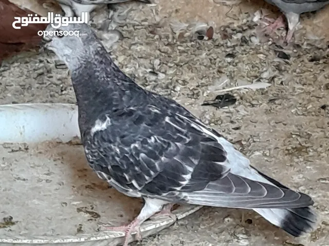 فراخ بصلاه على النبي صحه و نظافة ملاحظة ممكن التسليم بالقرب من الزرقاء