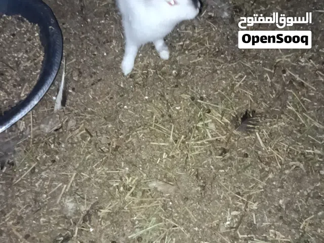 للبيع ارانب محلي عمانيات حجم و وسط وكبير للذبح و التربية  الموقع البريمي