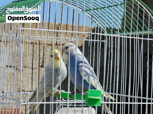 انتاج رينبو