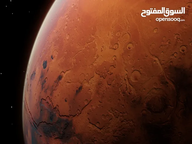 خروب للبيع