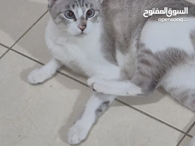 قطه للتبني