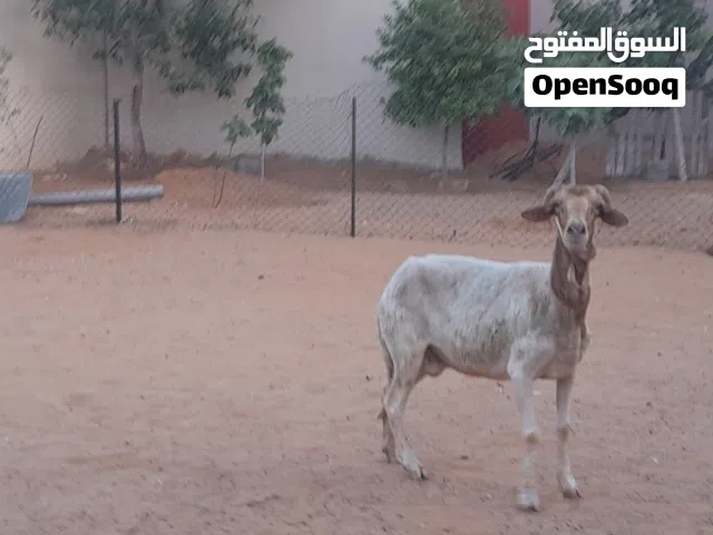 نعجه وطنيه الله يبارك عشره بادن الله ضرعها سليم سنها جامعه...