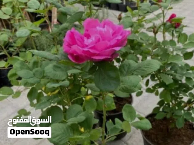 شتلات ورد محمدي للبيع