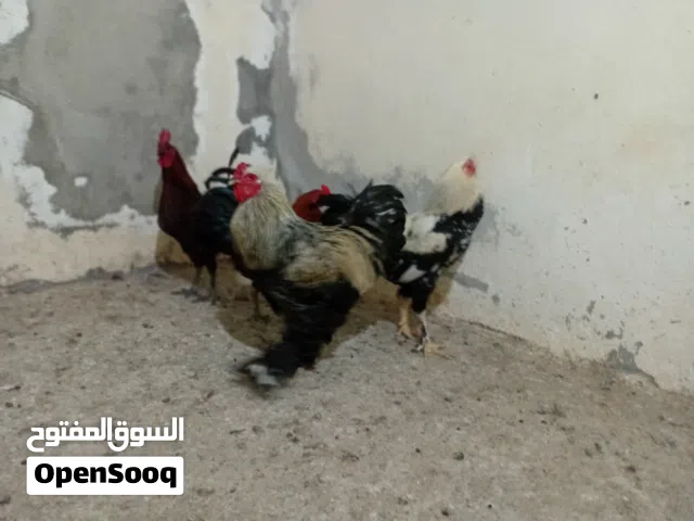 ديوك عدد 4