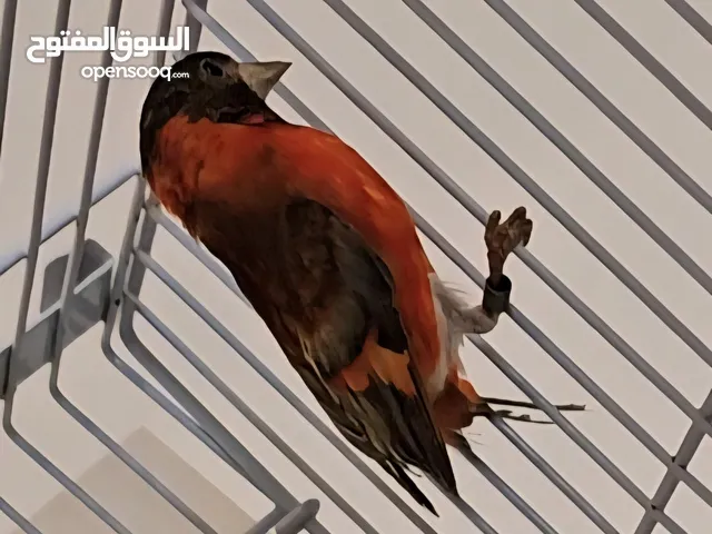 زوج سسكن طفره فنزويلي