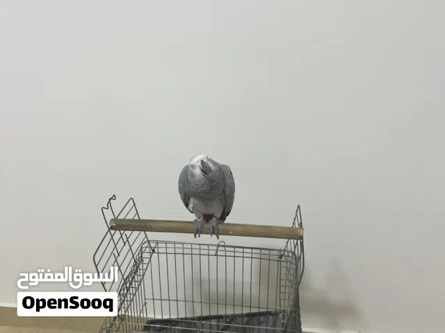 ببغاء كاسكو تربل جامبو، مستوى عالي وكلام مفتوح، استيعاب سريع وحفظ سريع