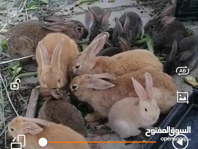 موجود ارانب للبيع