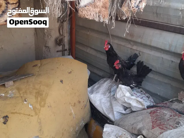 ديجين كحالي كويتي قزم.