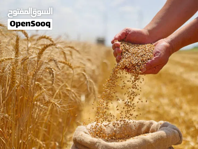 Ukraine and Russia & Kazakhstan wheat for importing only