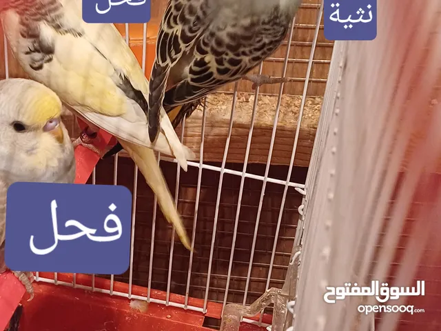 طيور حب بنات شكري برصاصي للبيع