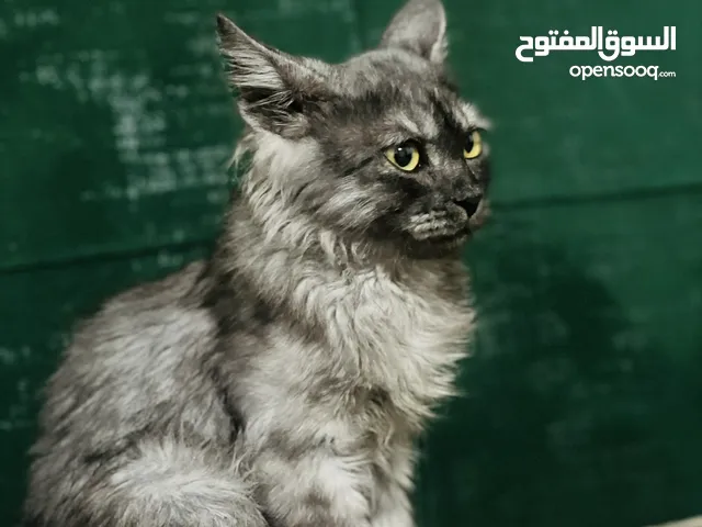 قطه للبيع نظيفه وبصحة ممتازه عمرها شهر وايام