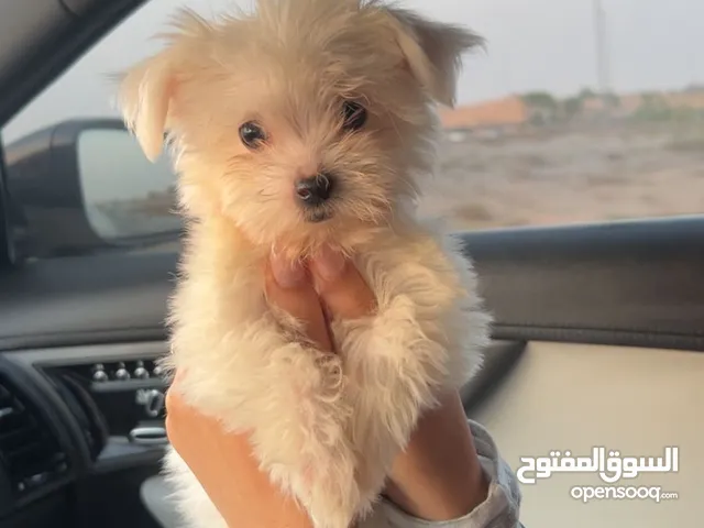 mini malteese puppy