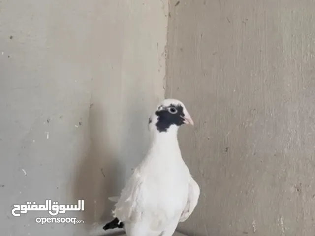 برش نخب أول بصلاه على نبي كوم خمس حبات