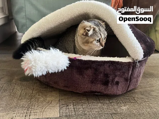 قطة سكوتش فولد جميلة وبتحب تلعب