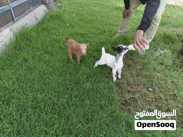 Dwarf  friendly  goat full trained  pair for sale