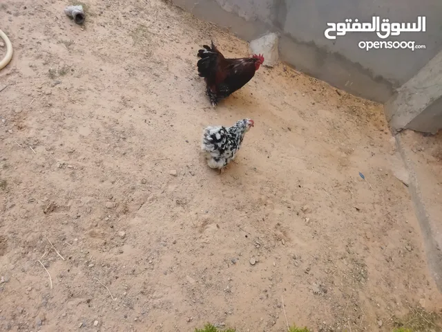 دجاج و ديك مضمونته و تحي محصب ميه في الميه