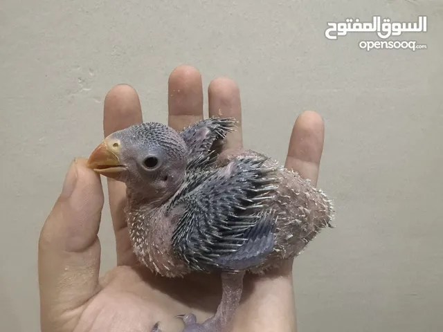 فرخ درة هنديه