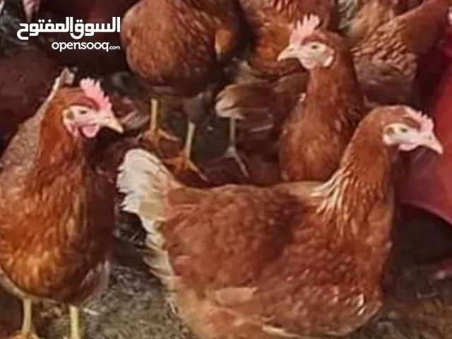 دجاج احمر بياض للبيع اقره الوصف