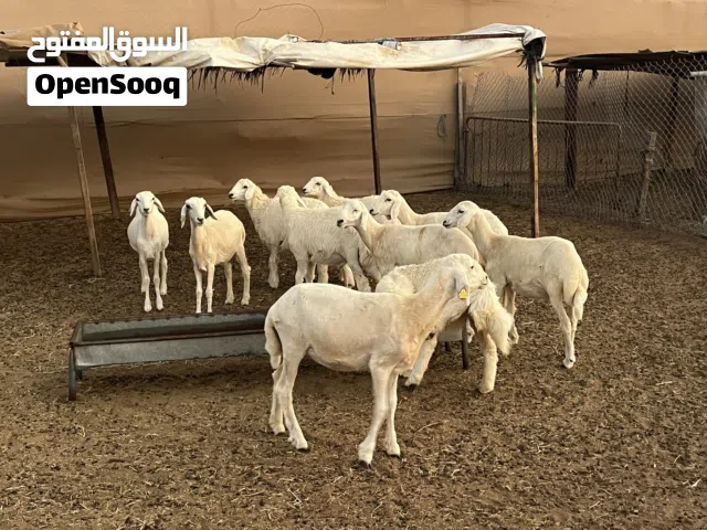 للبيع رخال حري