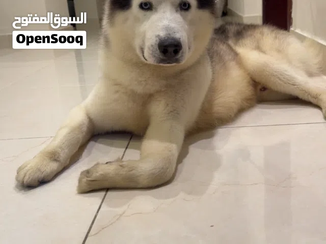 هاسكي مستوى ممتاز عمره سنه وشي مايعض اوادم