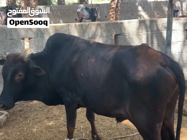 ثور عماني للبيع