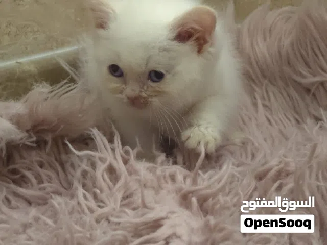 قط صغير العمر45 يوم  وشهرين