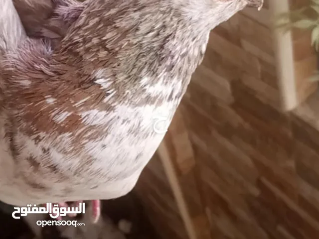 ذكر حمام بصلات على نبي فحل جامد للبيع بسعر لقطه لتفصيل على خاص