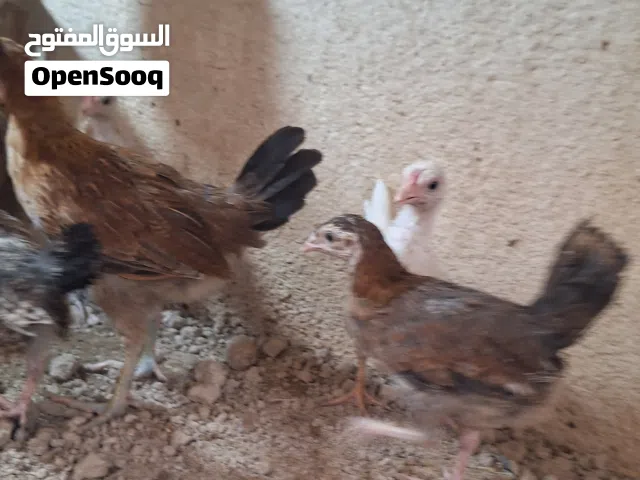 كتاكيت كويتي سعودي عرب عادي