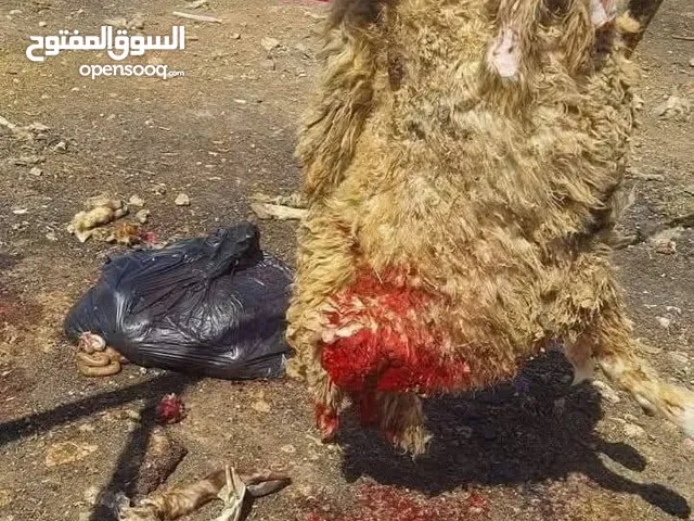 بسم الله وعلى بركة الله نبدأ عن جميع الذبائح البلديه عقايق ونذر ولمنسابات نقي بيدك اسعر بس من 80 لى