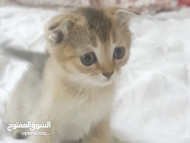 ولد وبنتين سكوتش فولد واستريت جولد ny25