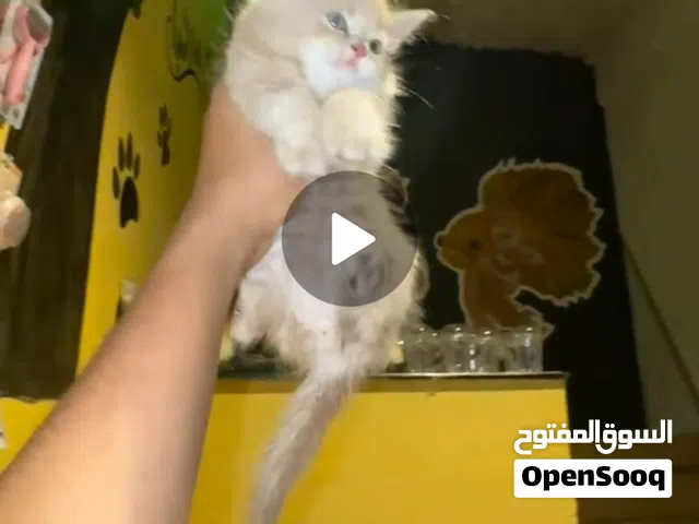 متوفر شيرازي مكس.