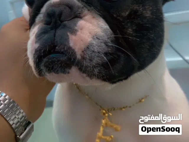 كلب نثية فرنش