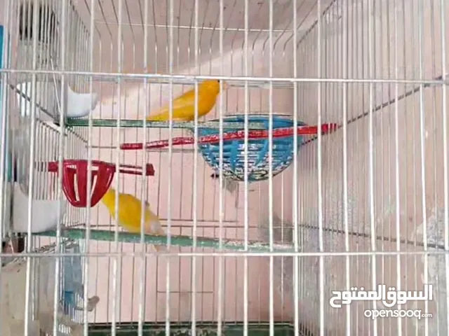 3 جواز كنار شغال مية بالمية مكفولات تحتهم بيض للبيع الوان جميلة للبيع 60 دينار دون قفاص مع قفاص