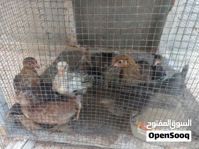 4عتاتيق و6 ديوكا للبيع سعر جمله الطرف علي 10دينار