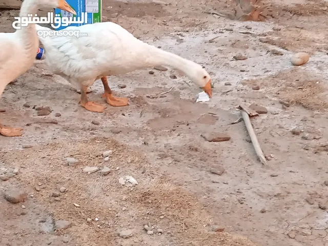 بطوط. نثايه بياضات