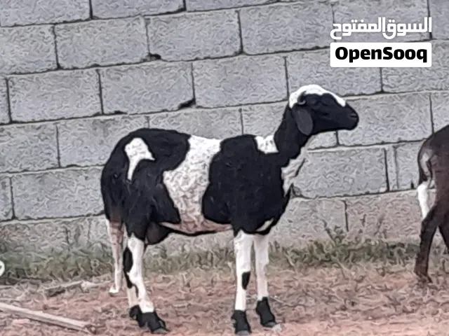تنيه تحتها حولى عمره 20يوم