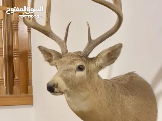 غزال ثلجي محنط وارد كندا