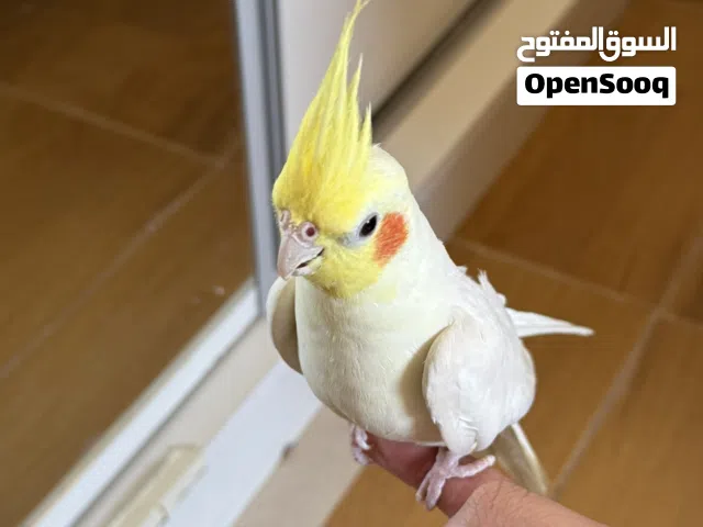 ذكر كوكتيل / كروان لاتينو للبيع