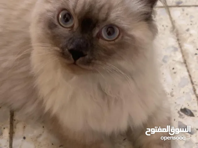 قط هملاية من النوع النادر