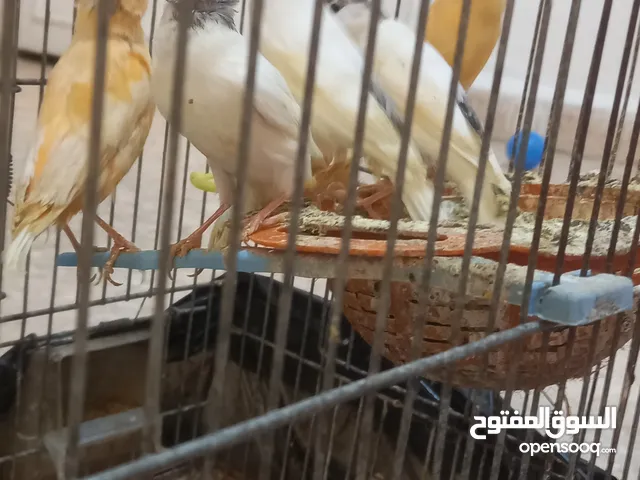 عصافير مقنبرات