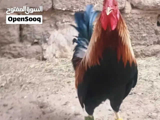 ديج اشكر اصلي كويتي قح من مهات طيبه شرط شد