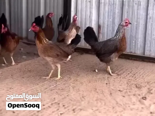 للبيع أطباق بيض دجاج عربي قديم سيافي